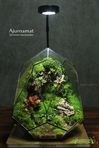 Terrarium 264 - Ajurnamat
