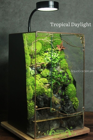 Terrarium 306 - Tropical Daylight