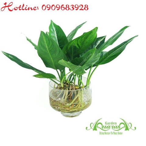 Đại Phát 03 - Cây Thuỷ Canh