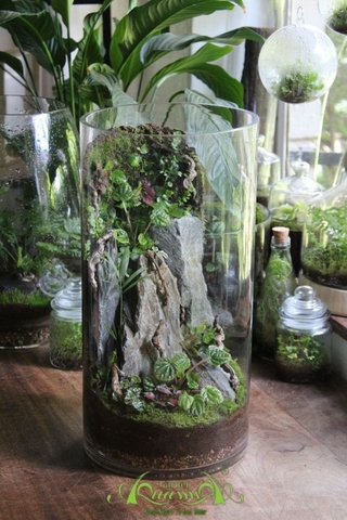 Terrarium 302 - Starlight