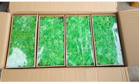 Rêu Tuần Lộc - Cây Trồng Terrarium AquaGarden