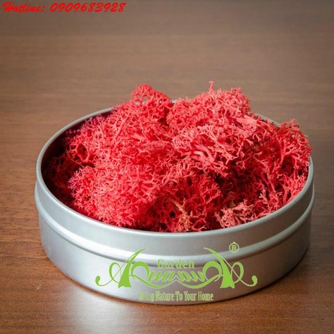 Rêu Tuần Lộc - AquaGarden