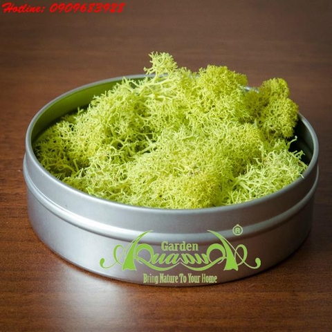 Rêu Tuần Lộc - AquaGarden