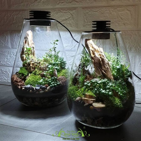 Terrarium 301 - Forever & Always