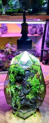 Terrarium 253 - Alfonze