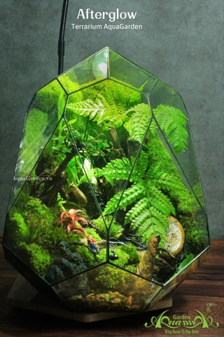 Terrarium 324 - Afterglow