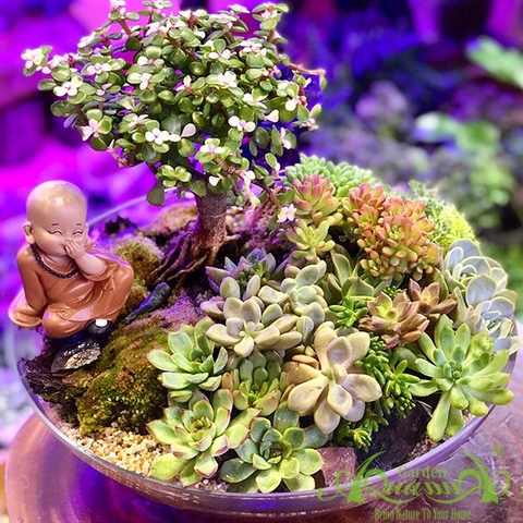Terrarium 88 - An Lạc