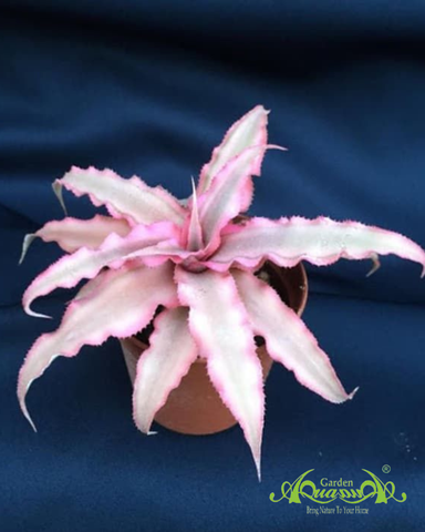 Dứa Hồng Phụng - Dứa Nam Mỹ - Cây Trồng Terrarium AquaGarden