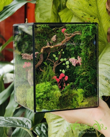 Terrarium 365 - Mossy Dreams