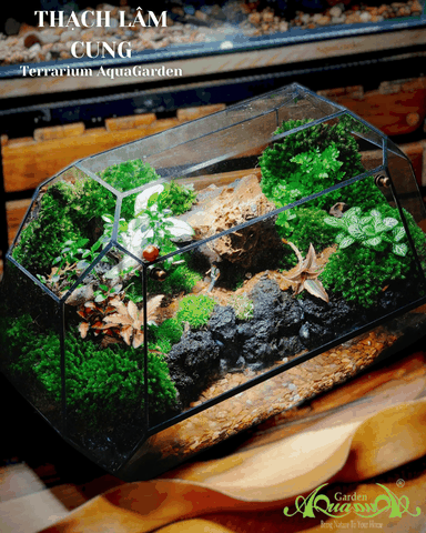 Terrarium 386 - Thạch Lâm Cung
