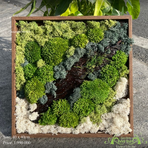 Terrarium 44 - beauty of moss