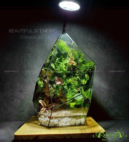 Terrarium 224 - Beautiful Scenery