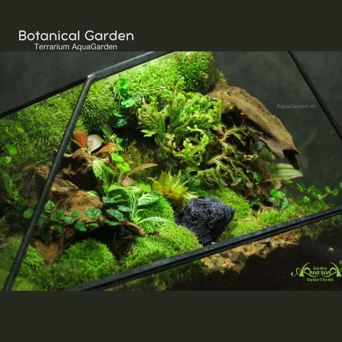 Terrarium 294 - Botanical Garden