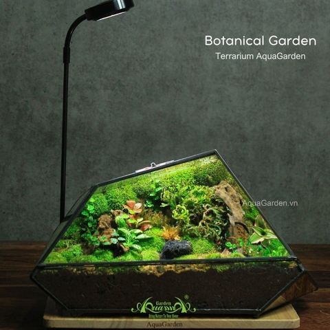 Terrarium 294 - Botanical Garden