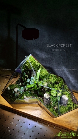 Terrarium 230 - Black Forest