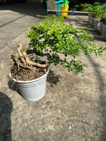 Bonsai - Cây Trồng Terrarium AquaGarden