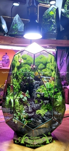 Terrarium 253 - Alfonze