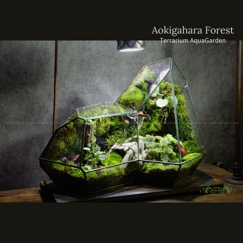 Terrarium 287 - Aokigahara Forest