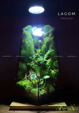 Terrarium 245 - Lagom