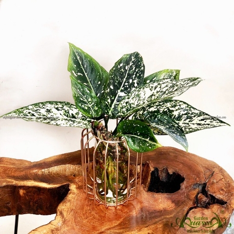 Đại Phát 08 - Cây Thuỷ Canh