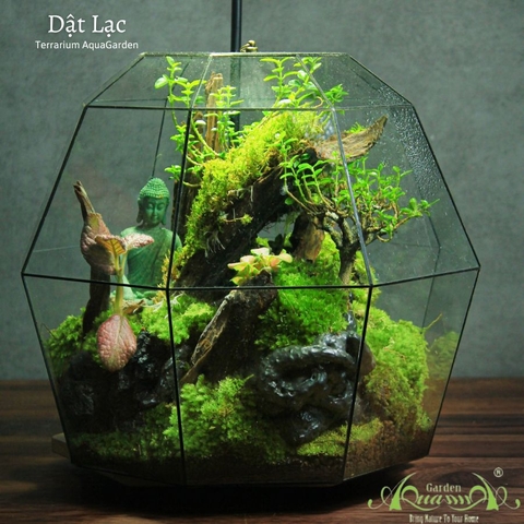 Terrarium 332 - Dật Lạc