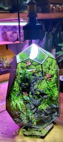 Terrarium 253 - Alfonze