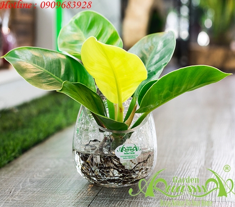 Đế Vương Vàng 06 - Cây Thủy Canh