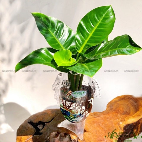 Đế Vương Vàng 20 - Cây Thủy Canh