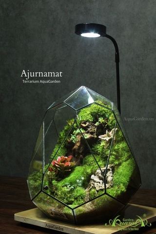 Terrarium 264 - Ajurnamat
