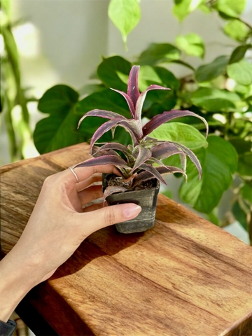 Dứa Hồng Phụng - Dứa Nam Mỹ - Cây Trồng Terrarium AquaGarden