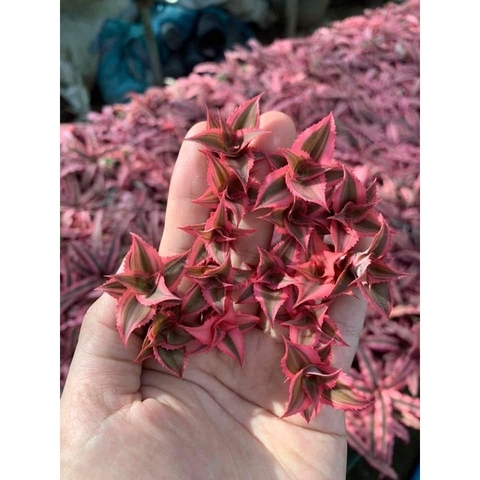 Dứa Hồng Phụng - Dứa Nam Mỹ - Cây Trồng Terrarium AquaGarden