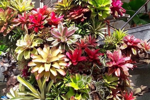 Dứa Hồng Phụng - Dứa Nam Mỹ - Cây Trồng Terrarium AquaGarden