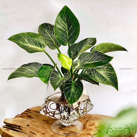 Đế Vương Kim Cương 07 - Cây Thủy Canh