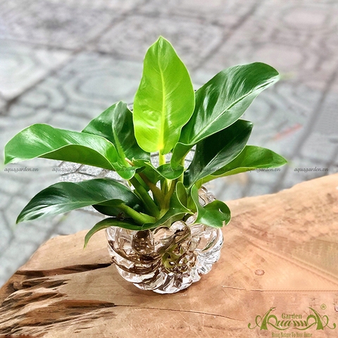 Đế Vương Vàng 01 - Cây Thủy Canh