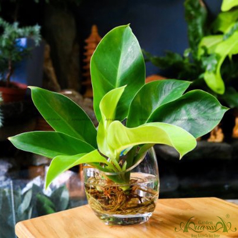 Đế Vương Vàng 08 - Cây Thủy Canh