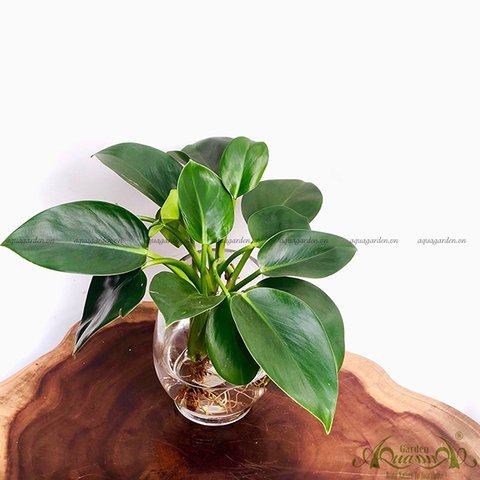 Đế Vương Xanh 05 - Cây Thủy Canh