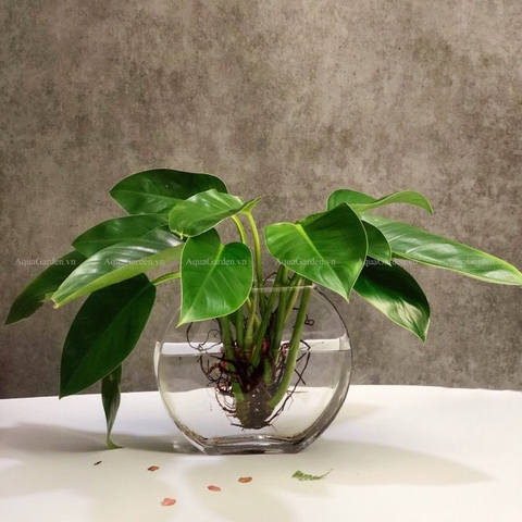 Đế Vương Xanh 11 - Cây Thủy Canh