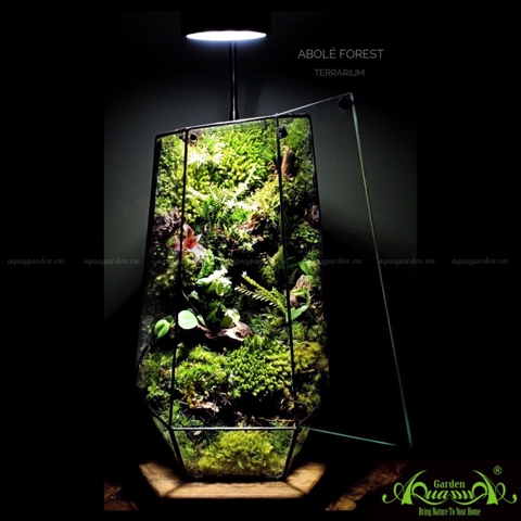 Terrarium 236 - Abole Forest