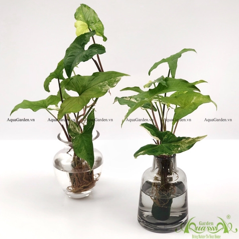 Lá Môn đột biến 1 - Cây Thủy Canh