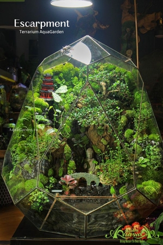 Terrarium 323 - Escarpment