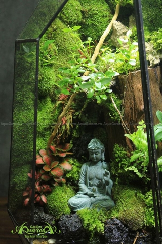 Terrarium 270 - Evermore