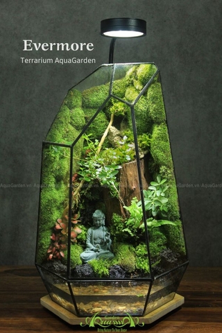 Terrarium 270 - Evermore