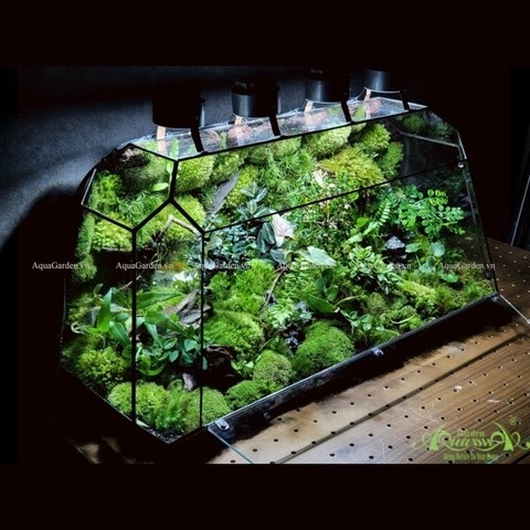 Terrarium 237 - Wonderful Garden