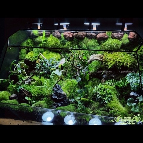 Terrarium 237 - Wonderful Garden