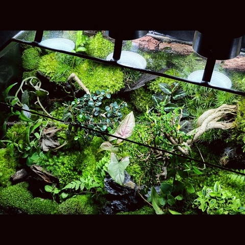 Terrarium 235 - Forest Dream