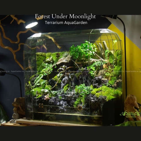 Terrarium 286 - Forest Under Moonlight