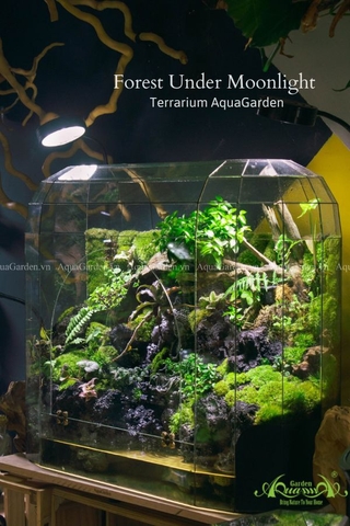 Terrarium 286 - Forest Under Moonlight