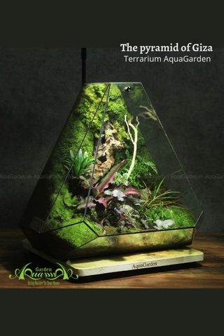 Terrarium 269 - The Pyramid of Giza