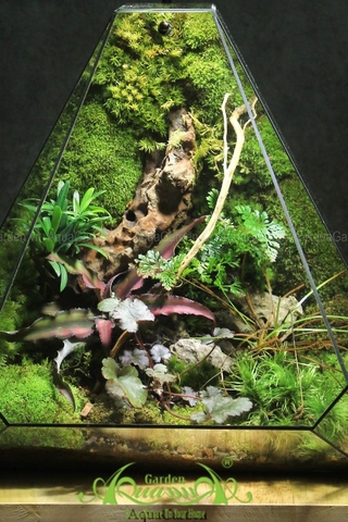 Terrarium 269 - The Pyramid of Giza