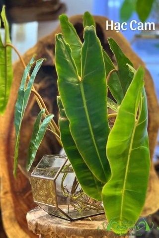 Cây Hạc Cam 01 - Cây Thủy Canh Giống Mới